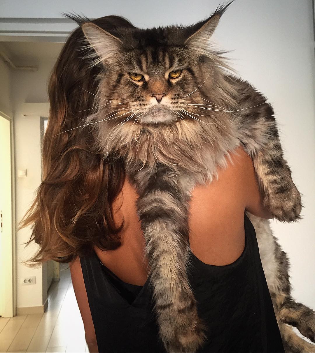 10 Majestic Maine Coon Cats That Will Show You Who’s the Boss Learn Hindi