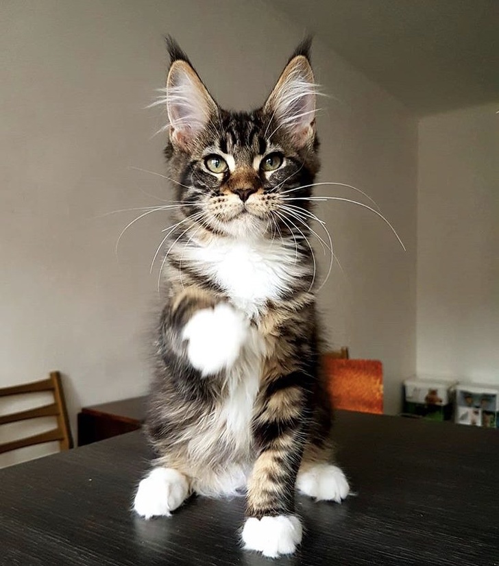 10 Majestic Maine Coon Cats That Will Show You Who’s the Boss Read This