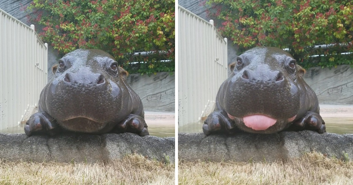 15 Animals That Need Just to Stick Out Their Tongues to Look Cute
